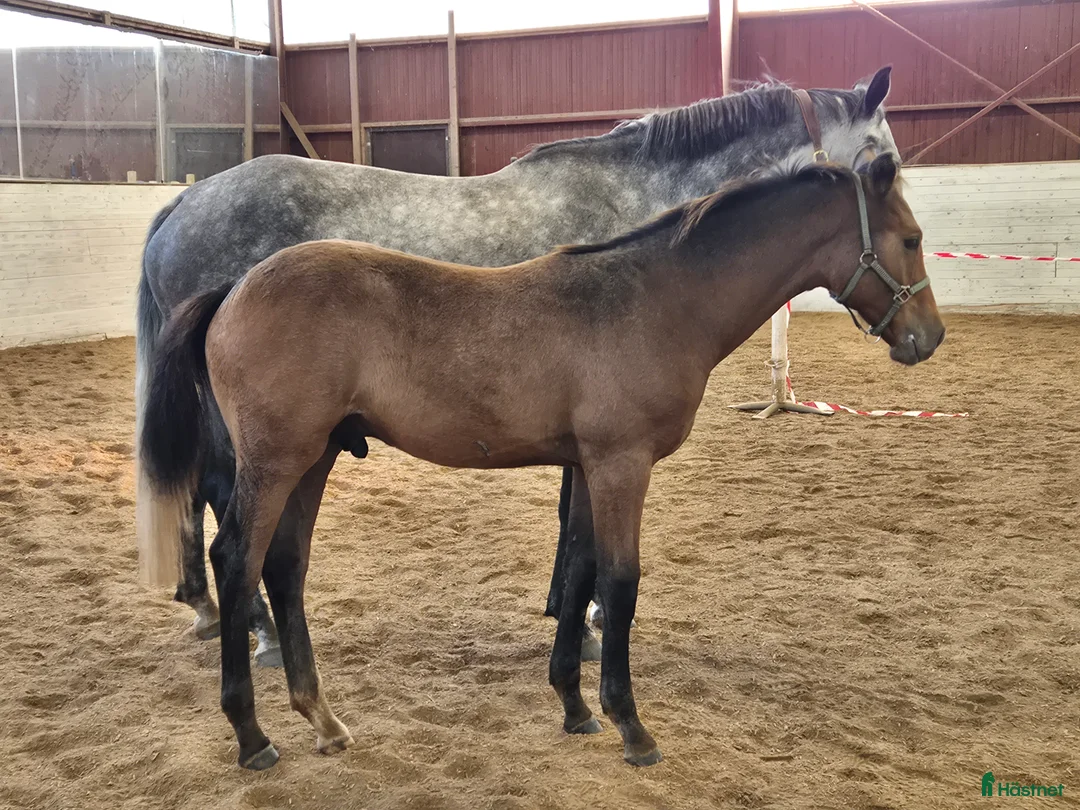 Hoppning hästar till salu: Ett hoppämne med idel topphingstar i stammen  i Norrtälje - Annons 1