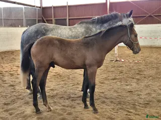 hästar Ett hoppämne med idel topphingstar i stammen i Norrtälje - Annons 5