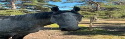 Allround hästar till salu: Jumbo söker nytt hem - Annons 3