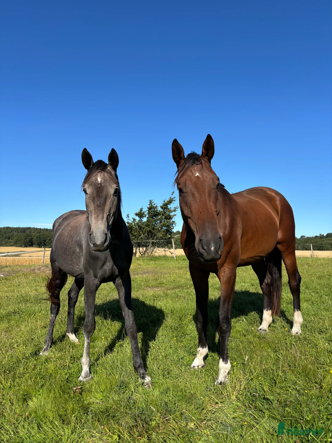 Hoppning hästar till salu: Känsligt och godhjärtat sto - Annons 6