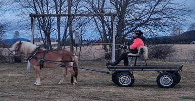  hästar Trevlig ponny  i Oviken - Annons 10