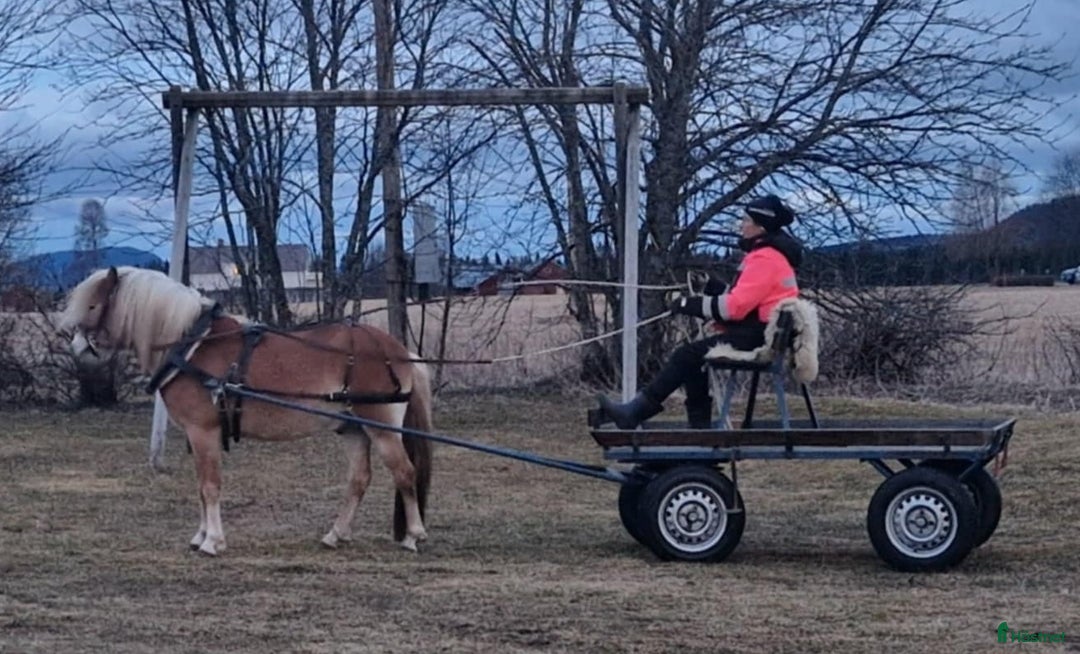 Allround hästar till salu: Trevlig ponny  i Oviken - Annons 3