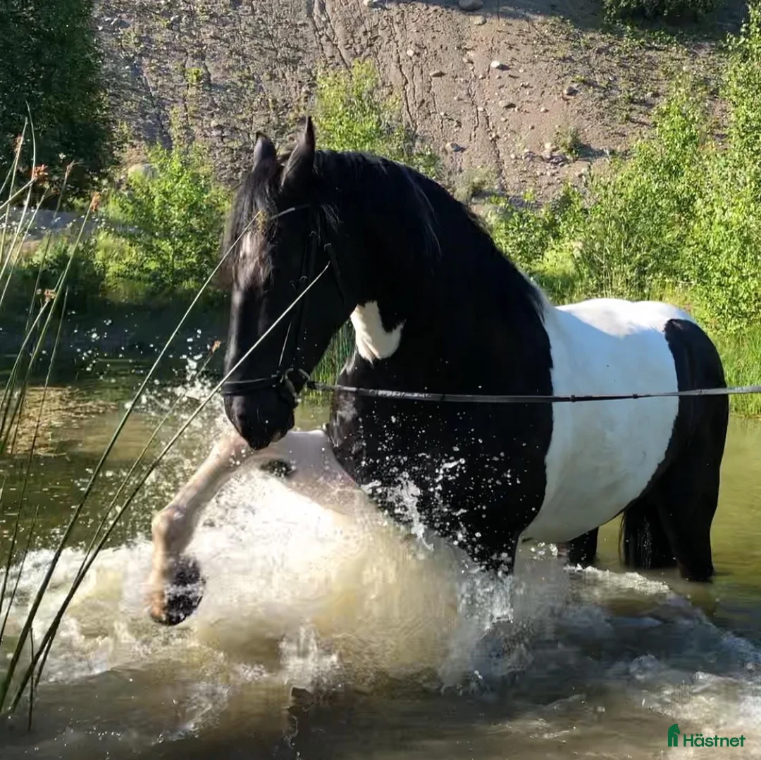  stallplats finnes: Stallplats Enköping/Fjärdjundra/Örsundsbro i Enköping - Annons 4