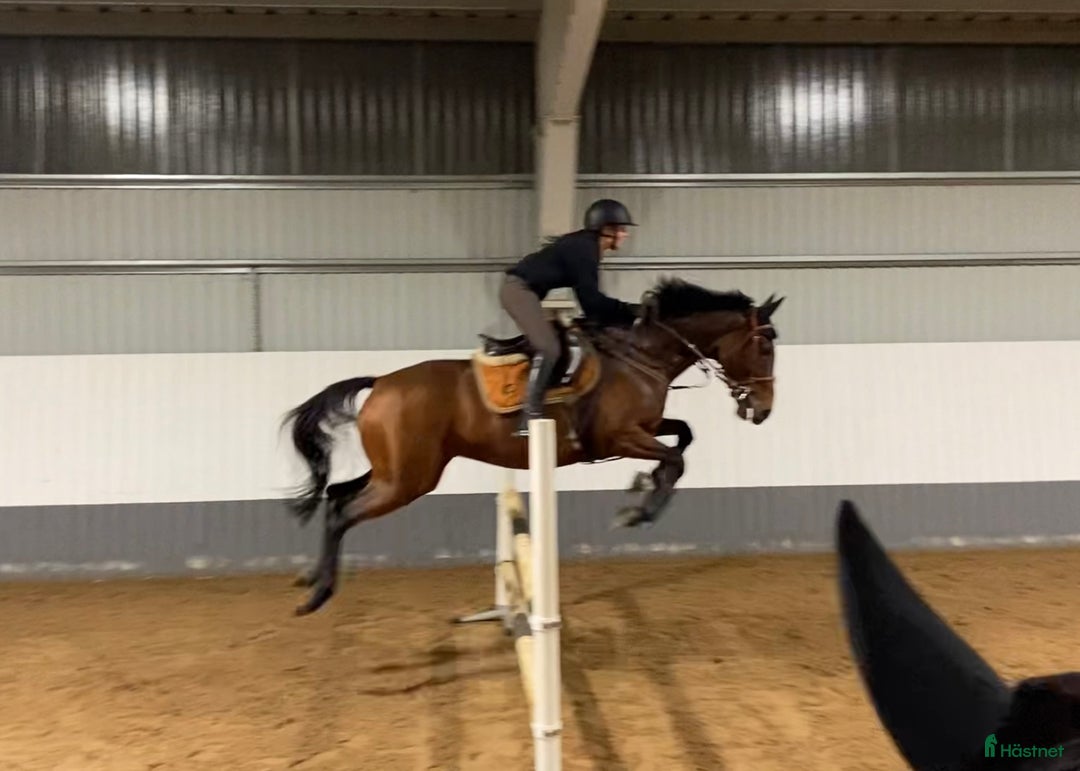 Allround hästar till salu: Intressekoll: Pigg och rolig hobbyhäst i Norrtälje - Annons 2