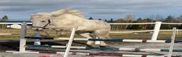  medryttarhäst finnes: Medryttare 1-2 gånger/v för uteritt i grupp.  - Annons 4