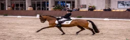 Dressyr hästar till salu: Top FEI pony  - Annons 18
