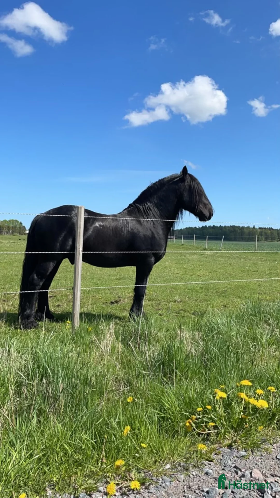 Övrigt hästar till salu: Känslig drömhäst ❤️ i Järpås - Annons 10
