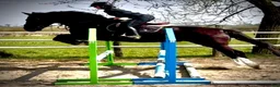 Allround hästar till salu: 5yo Silesian mare, 165 cm – gentle, jumps - Annons 7