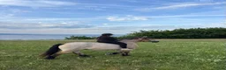 Allround hästar till salu: Uthyres: trygg skogsmulle-Ardenner - Annons 1