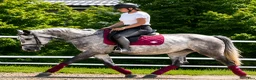 Allround hästar till salu: Exceptional Grey Beauty - Annons 4