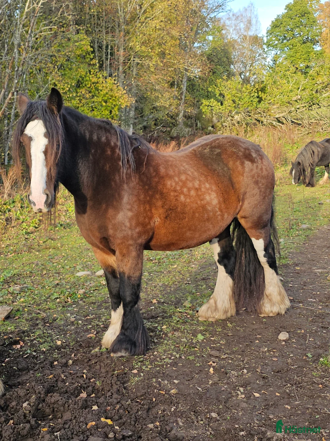 Allround hästar till salu: Cobbigt Tinkersto i bra storlek i Unnaryd - Annons 1