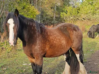 hästar Cobbigt Tinkersto i bra storlek i Unnaryd - Annons 15