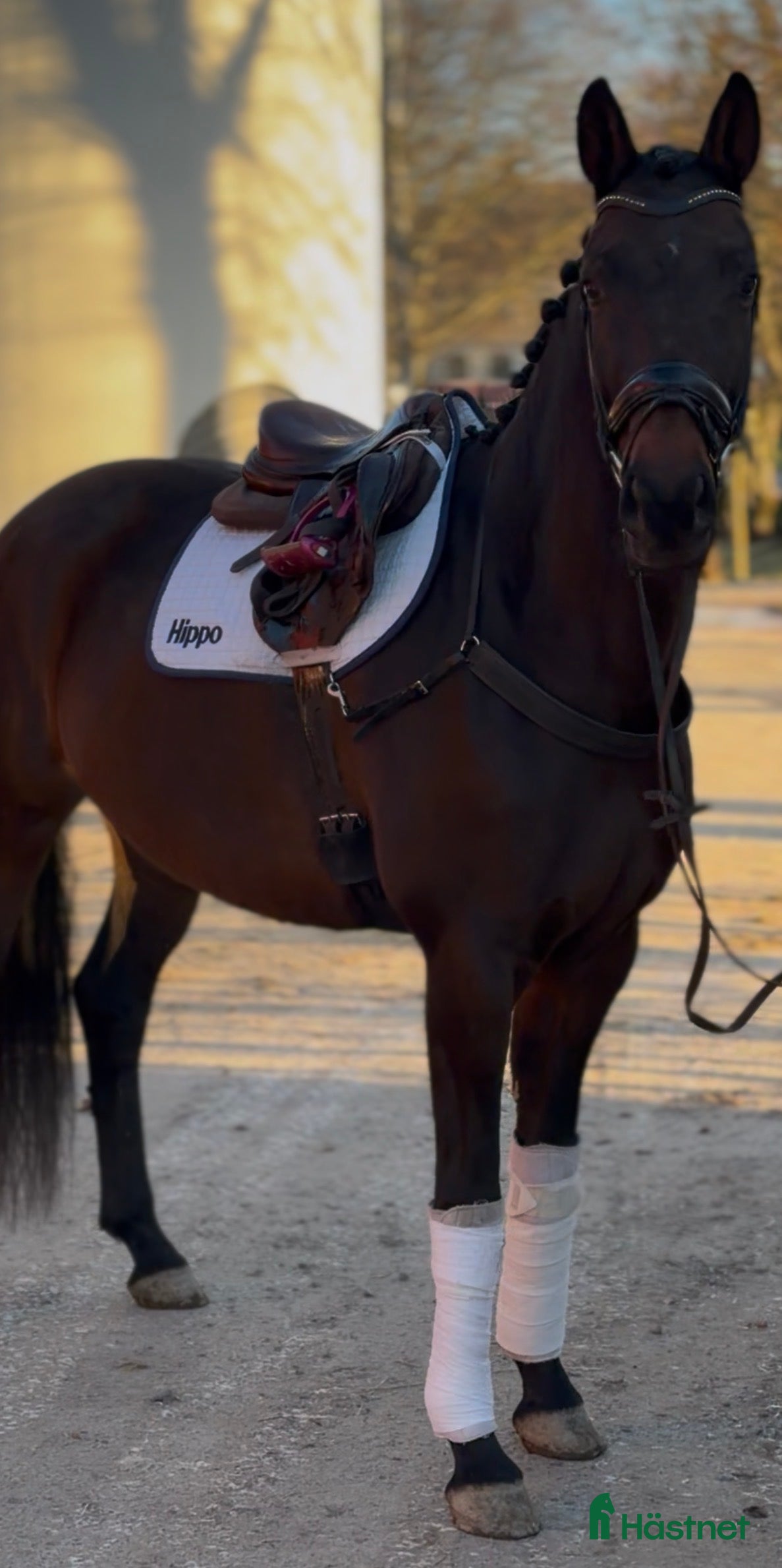  hästar Trevligt sto att utveckla  - Annons 19