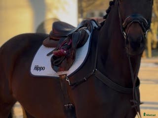 hästar Trevligt sto att utveckla - Annons 19