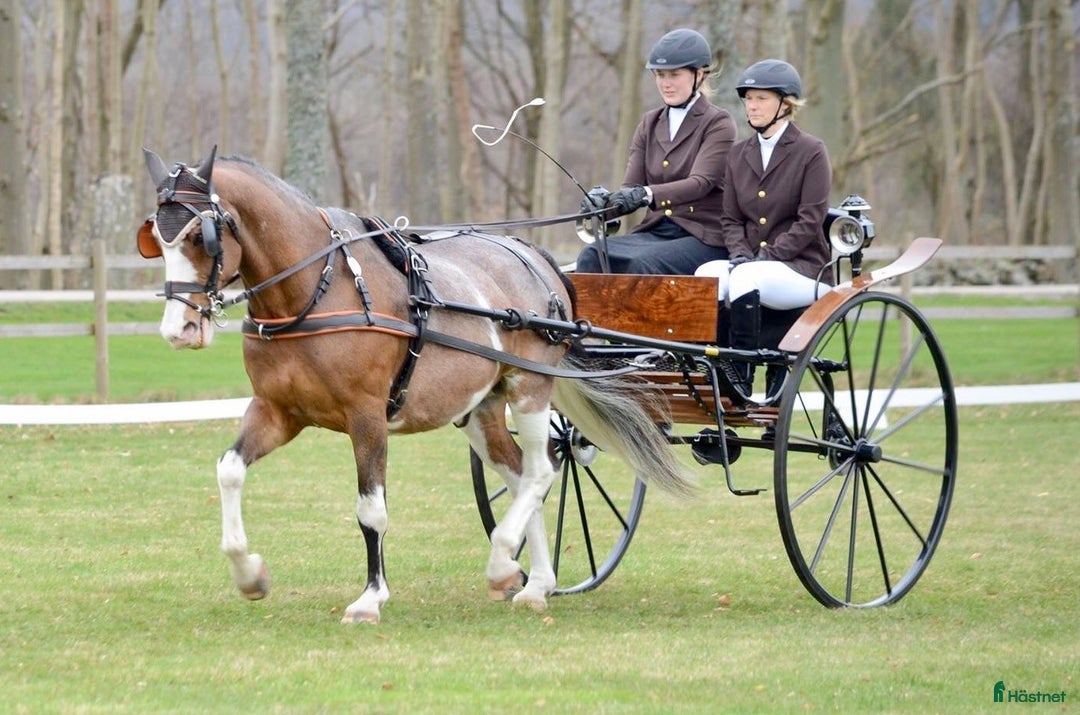 Körvagnar körning till salu: Gigg Dressyrvagn i Flyinge - Annons 1