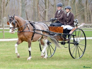 Körvagnar körning till salu: Gigg Dressyrvagn i Flyinge - Annons 12