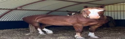 Allround hästar till salu: Mycket trevlig Welsh cob säljes! - Annons 4