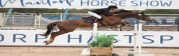 Hoppning hästar till salu: 8-årigt sto med placeringar upp till 135  - Annons 1