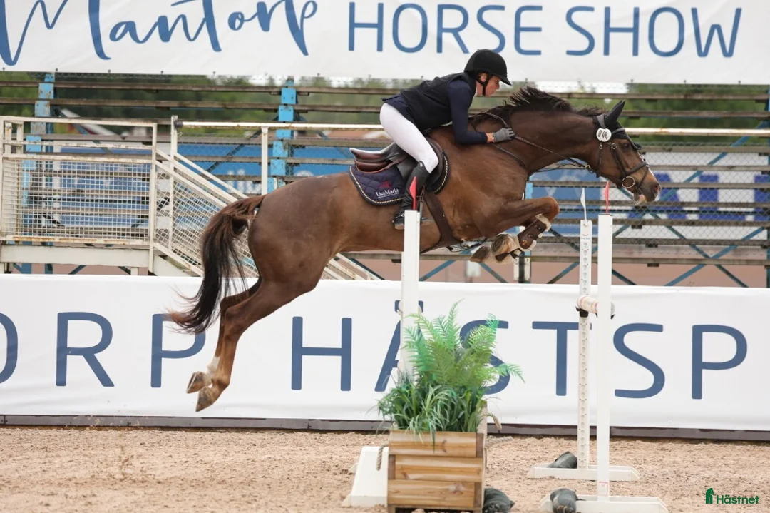 Hoppning hästar till salu: 8-årigt sto med placeringar upp till 135  - Annons 1