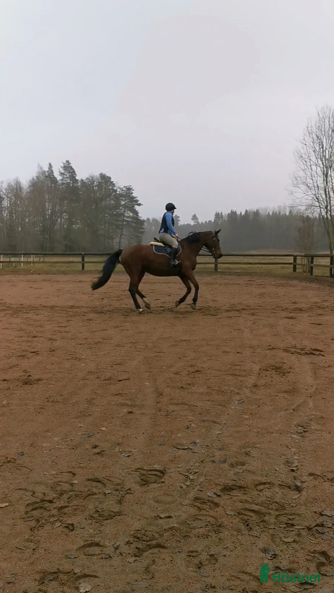  medryttarhäst finnes: Söker vuxen medryttare i Götene - Annons 2