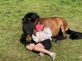 Allround hästar till salu: Russto i Växjö - Annons 1