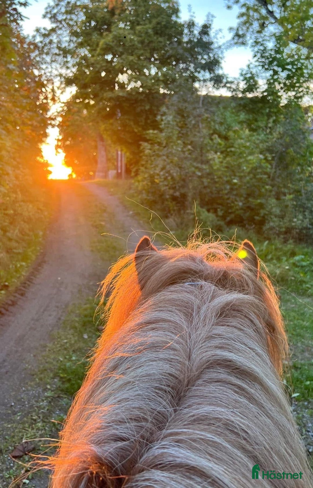  stallplats finnes: Lösdriftplats i Heby i Heby - Annons 5