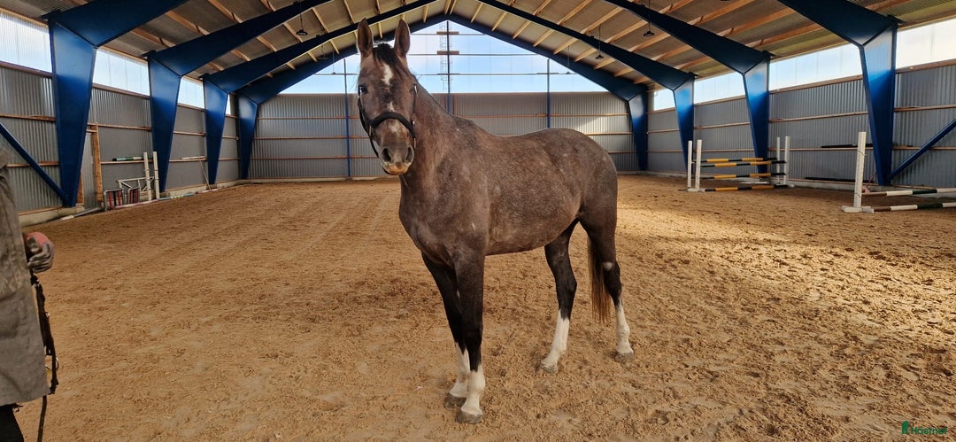 Hoppning hästar till salu: 2 årig valack i Enköping - Annons 2