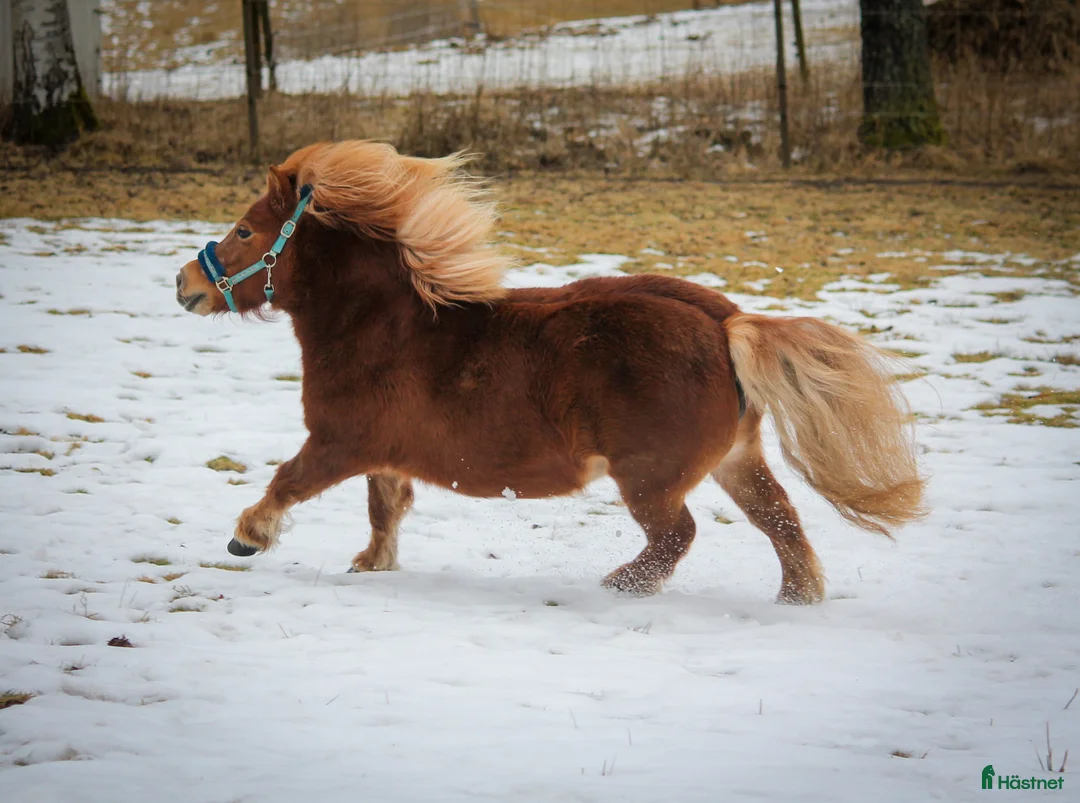 Allround hästar till salu: Charmigt Shetlandssto - Annons 2