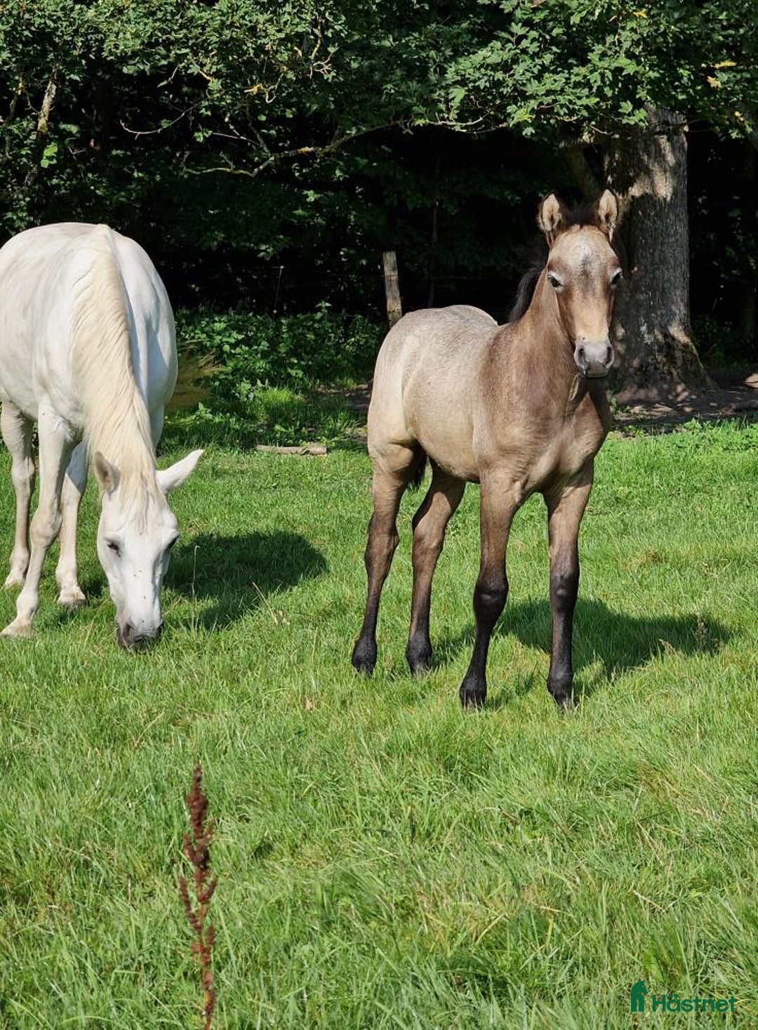 Hoppning hästar till salu: stallionprospect and top jumping prospect - Annons 2