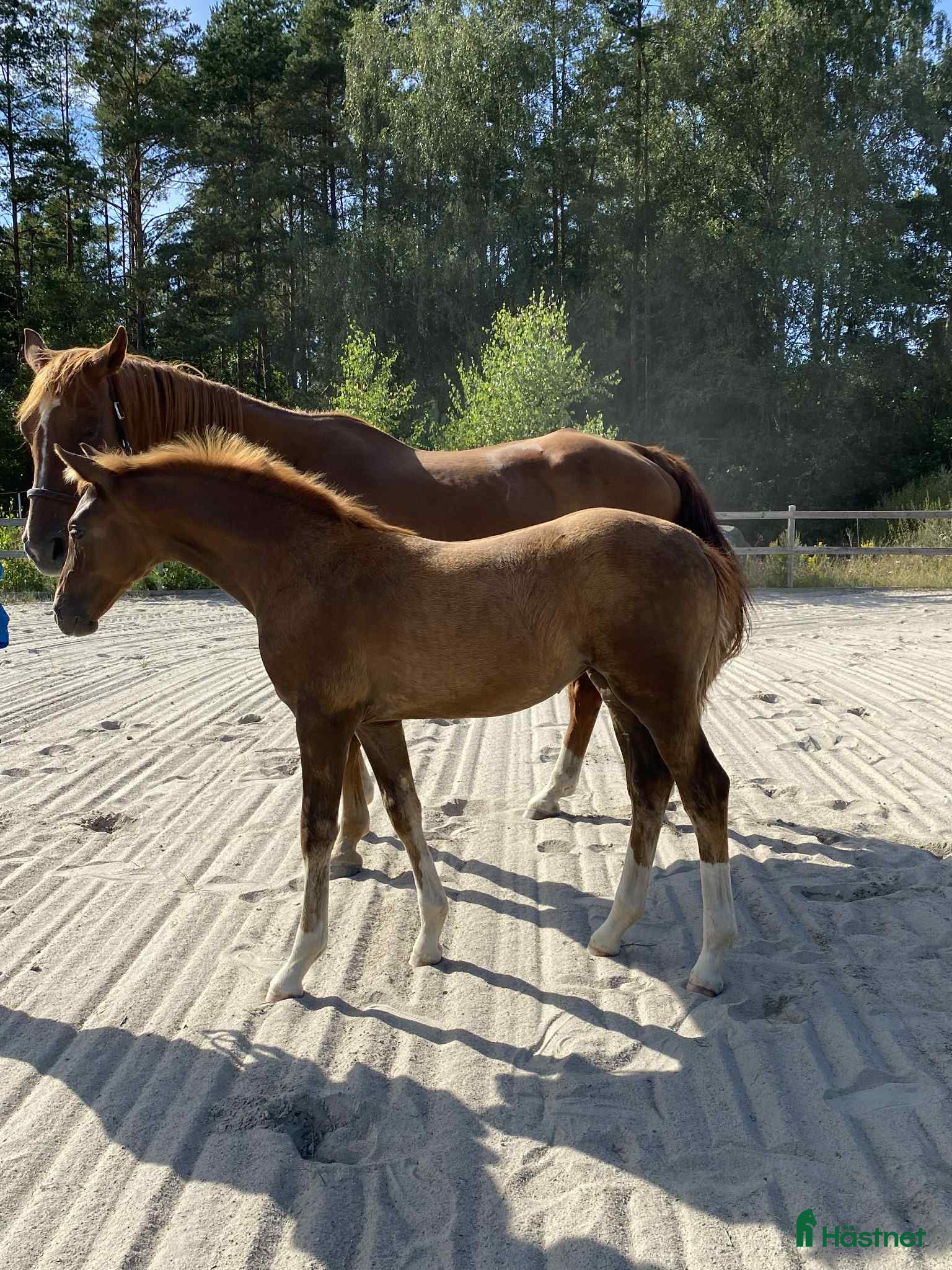 Hoppning hästar till salu: Framtidsämne  i Hässleholm - Annons 2