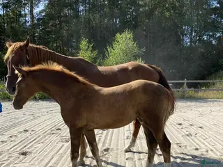 Hoppning hästar till salu: Framtidsämne i Hässleholm - Annons 2