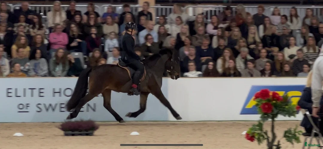 Island hästar till salu: Enastående 4-gångare för högsta klasserna! i Torestorp - Annons 6