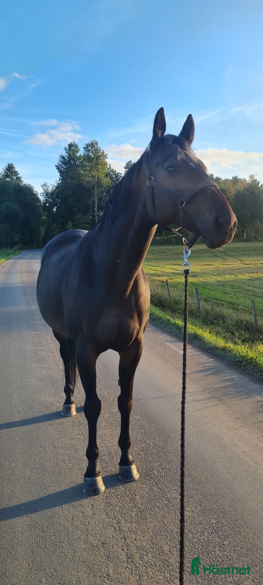  foderhäst Sällskapshäst - Annons 19