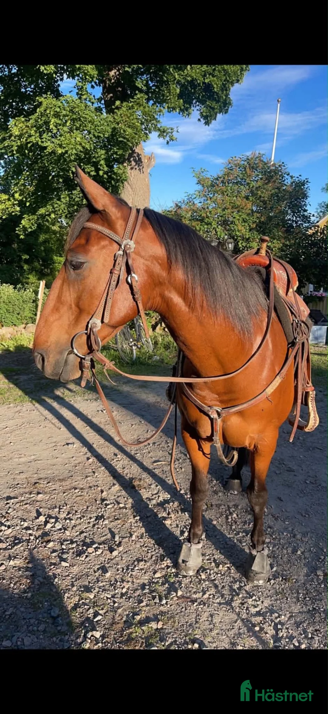 Western hästar till salu: Quarter valack Cut Like Hickory i Lerdala - Annons 3