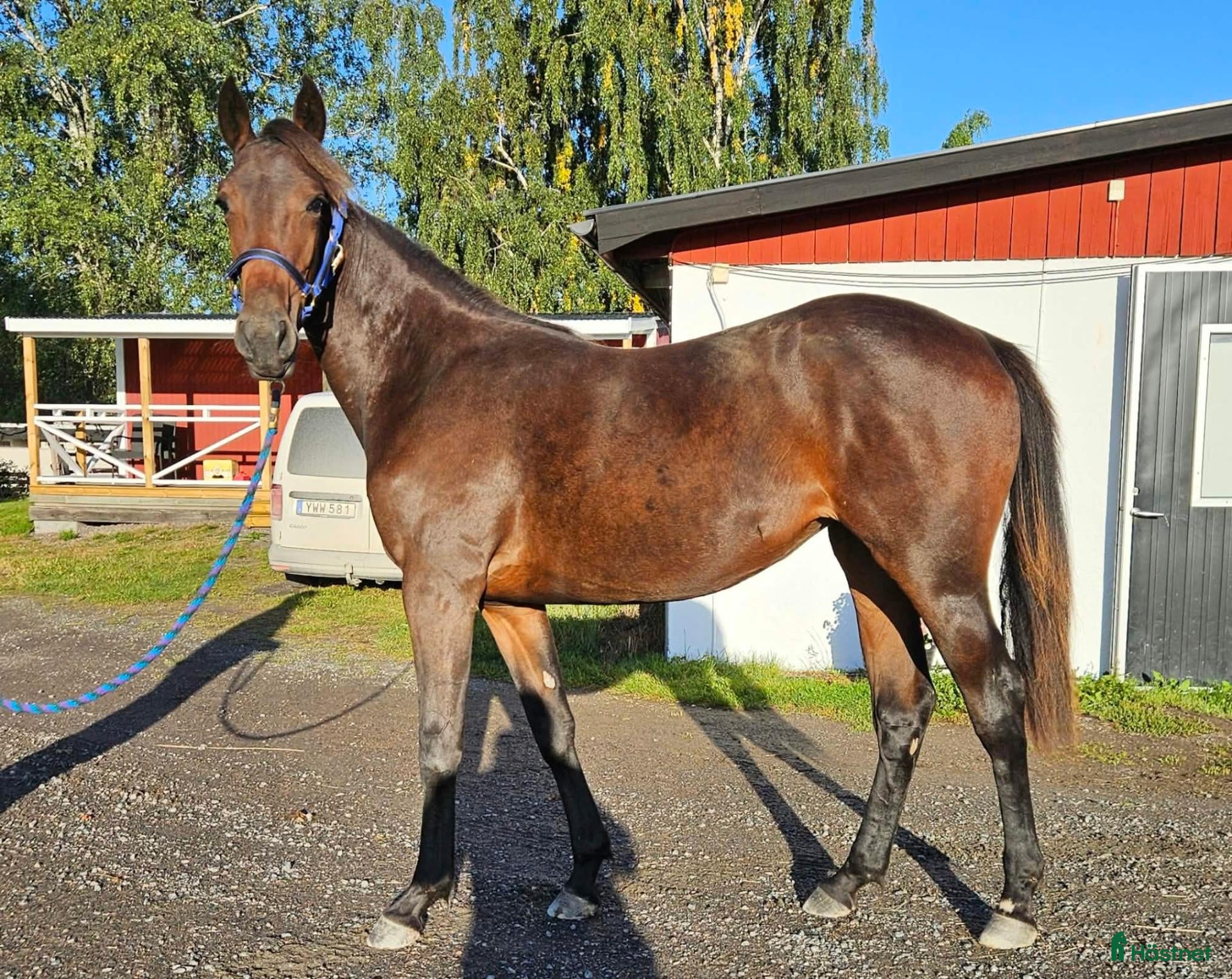  hästar till salu: Sto 1 år - Annons 1