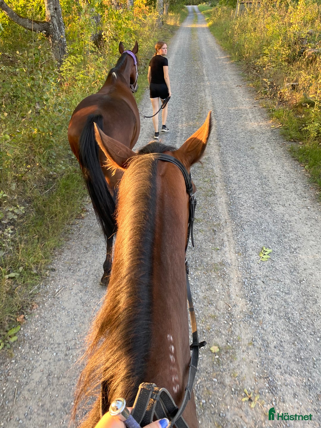 Övrigt hästar till salu: 🌟Intressekoll-inriden travare🌟 i Åsbro - Annons 11