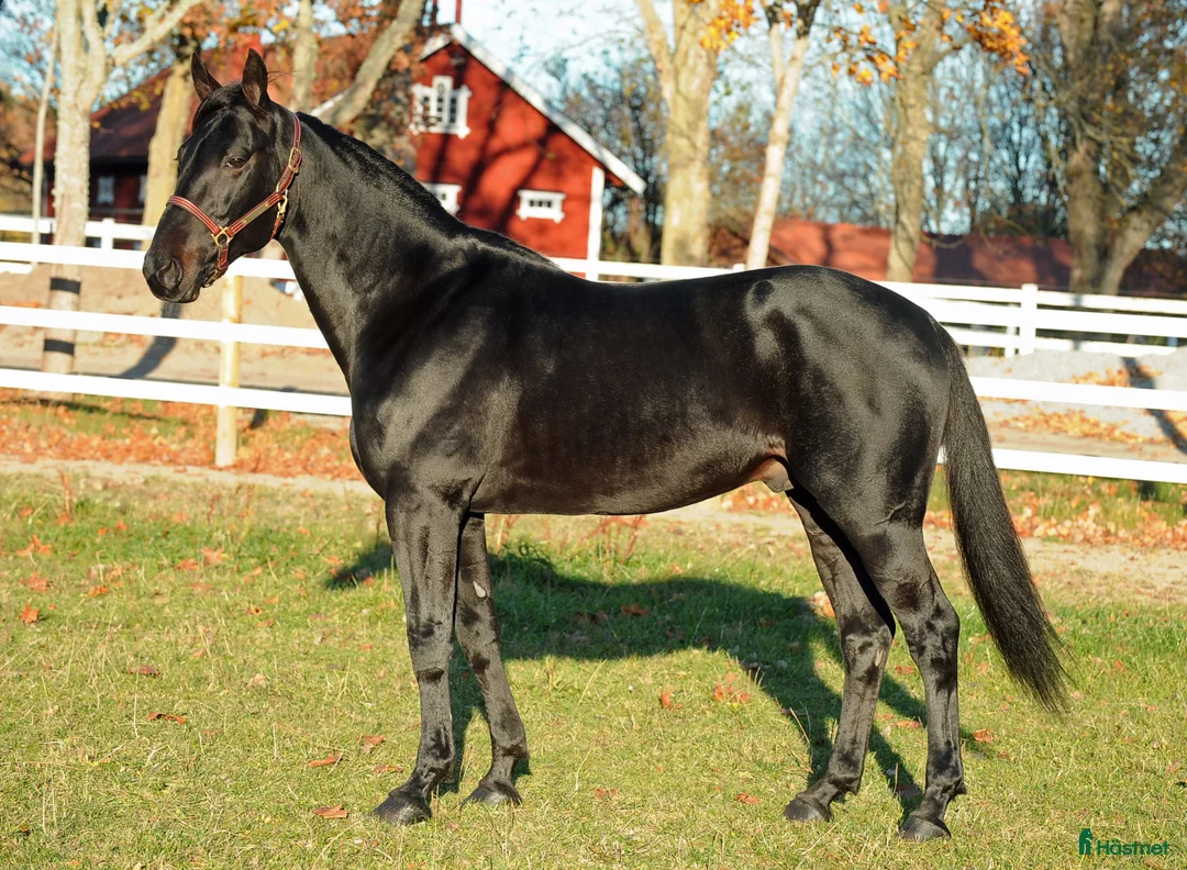 Trav hästar till salu: Betäckningsrätt 2026 i Panne de Moteur i Solna - Annons 2