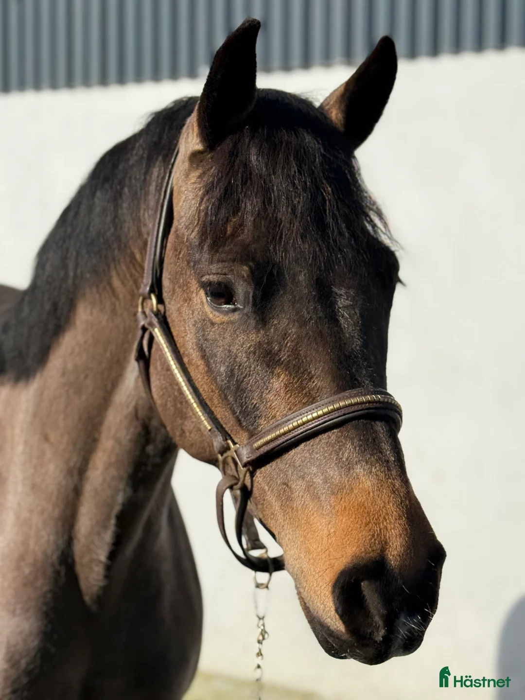 Allround hästar till salu: 7yr old 148cm connemara gelding  - Annons 1