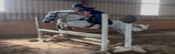 Allround hästar till salu: Quality D pony - Annons 8