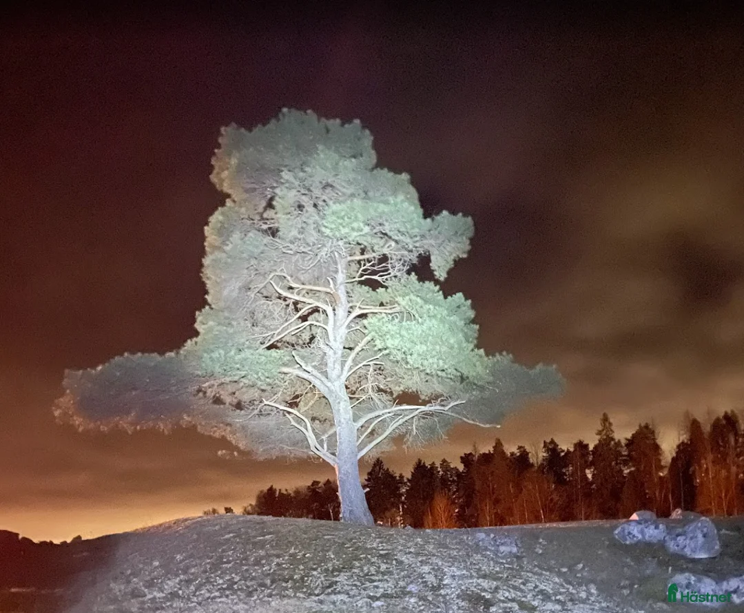  stallplats finnes: Plats ledig i vår islandshästflock på Bogesund i Åkersberga - Annons 5