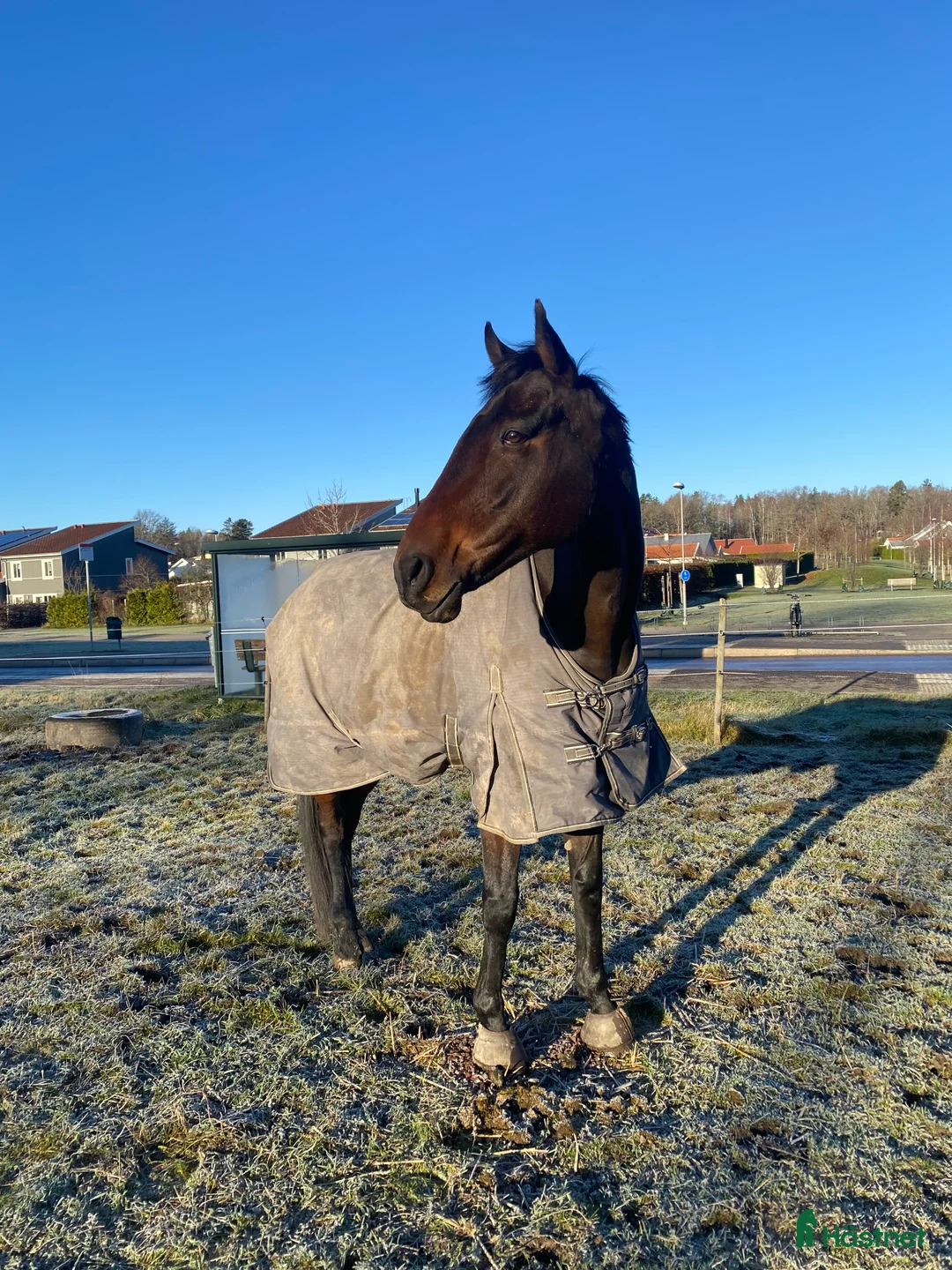 Allround hästar till salu: Social kille söker nytt hem⭐️ - Annons 1