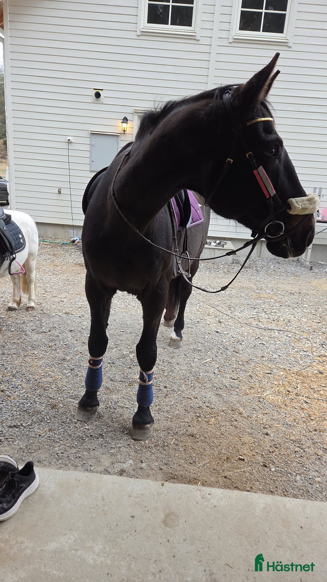  medryttarhäst finnes: Söker en till medryttare till stort halvblod i Grödinge - Annons 3