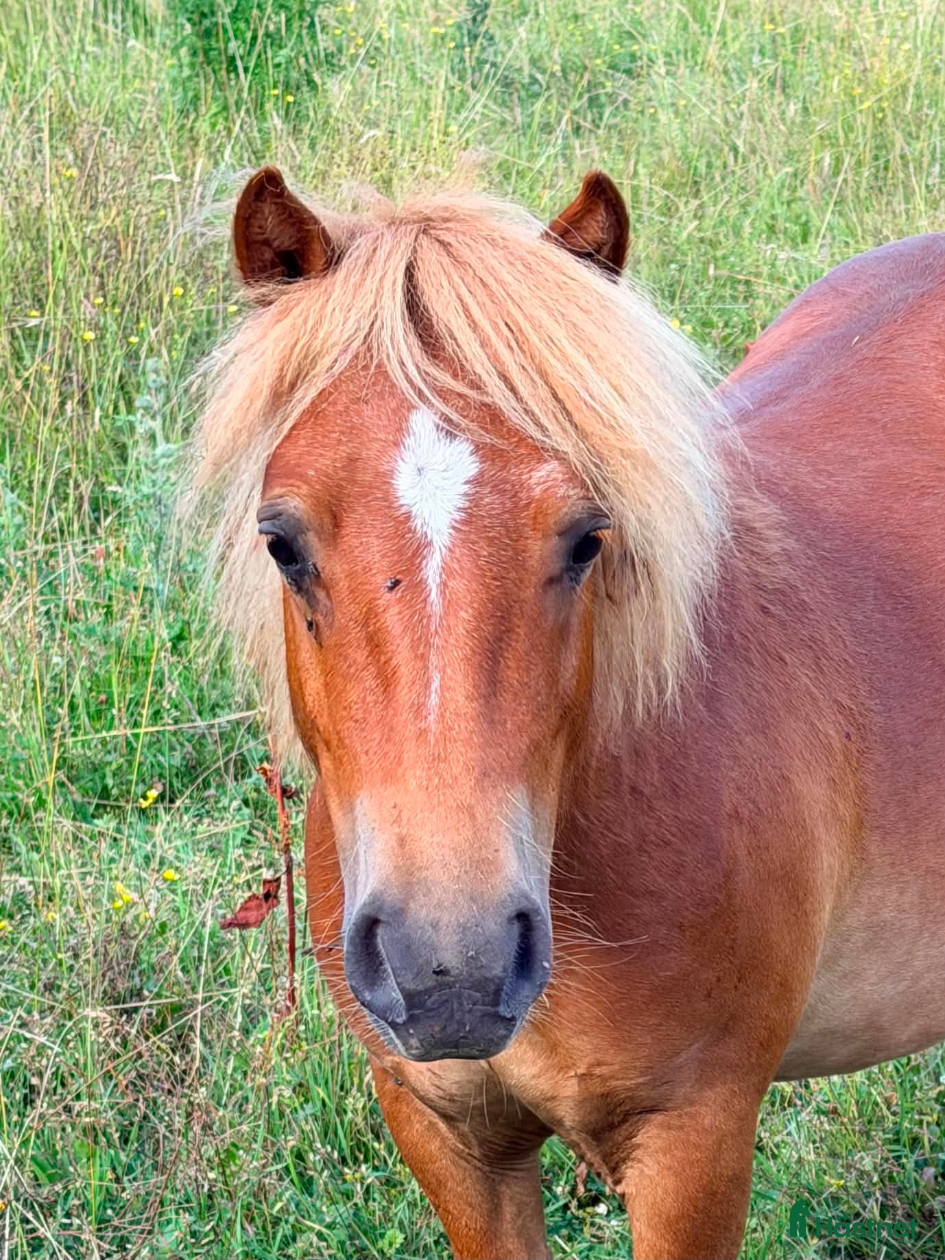  hästar Mysig shetlandskille, blivande familjeponny - Annons 11