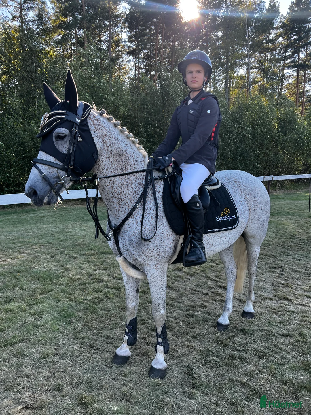 Hoppning hästar till salu: Balla Bella söker ny kompis! - Annons 2