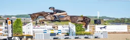 Hoppning hästar till salu: Snäll junior/yr häst med 150 rutin - Annons 1