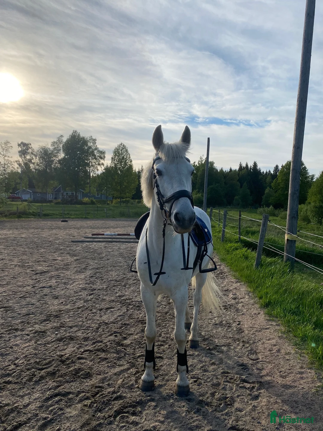 Allround hästar till salu: Underbar D-ponny - Annons 1