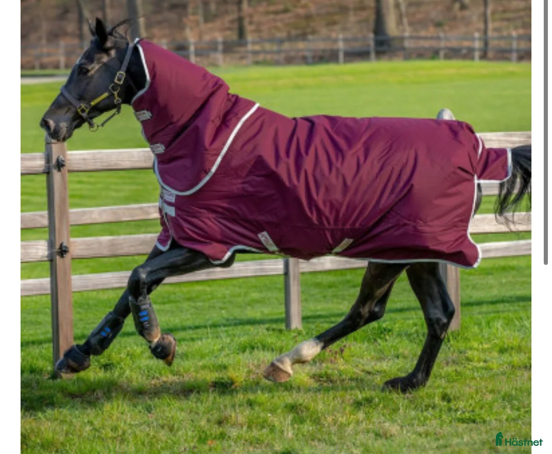 Täcken hästutrustning till salu: Amigo 100 & 200 gram i Norrköping - Annons 2