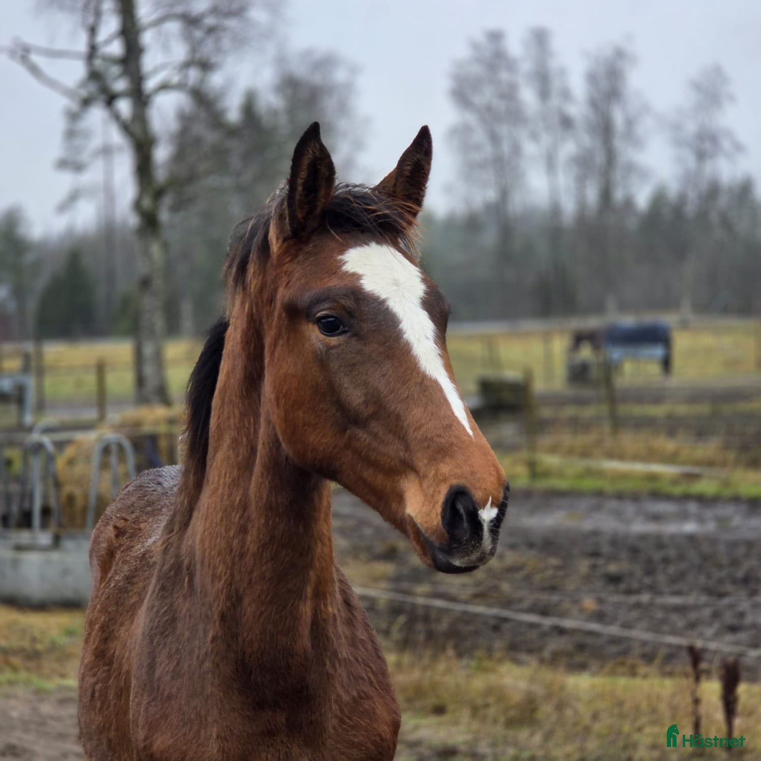  hästar Charmigt hingstföl e. Hemerald i Skillingaryd - Annons 1