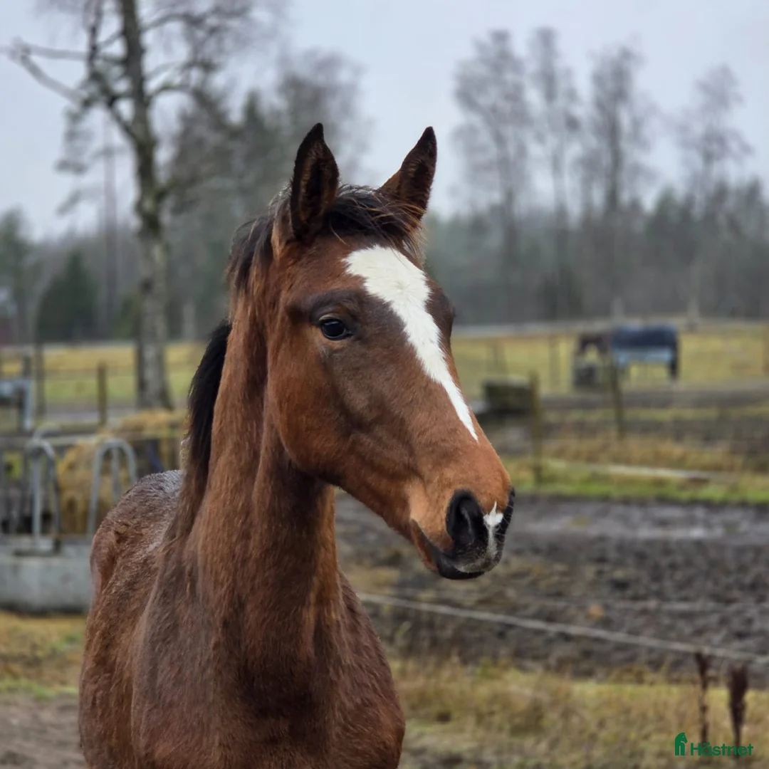Allround hästar till salu: Charmigt hingstföl e. Hemerald - Annons 5