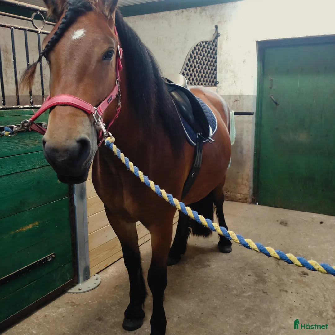 Allround hästar till salu: Fantastiskt allroundhäst  i Töreboda - Annons 5